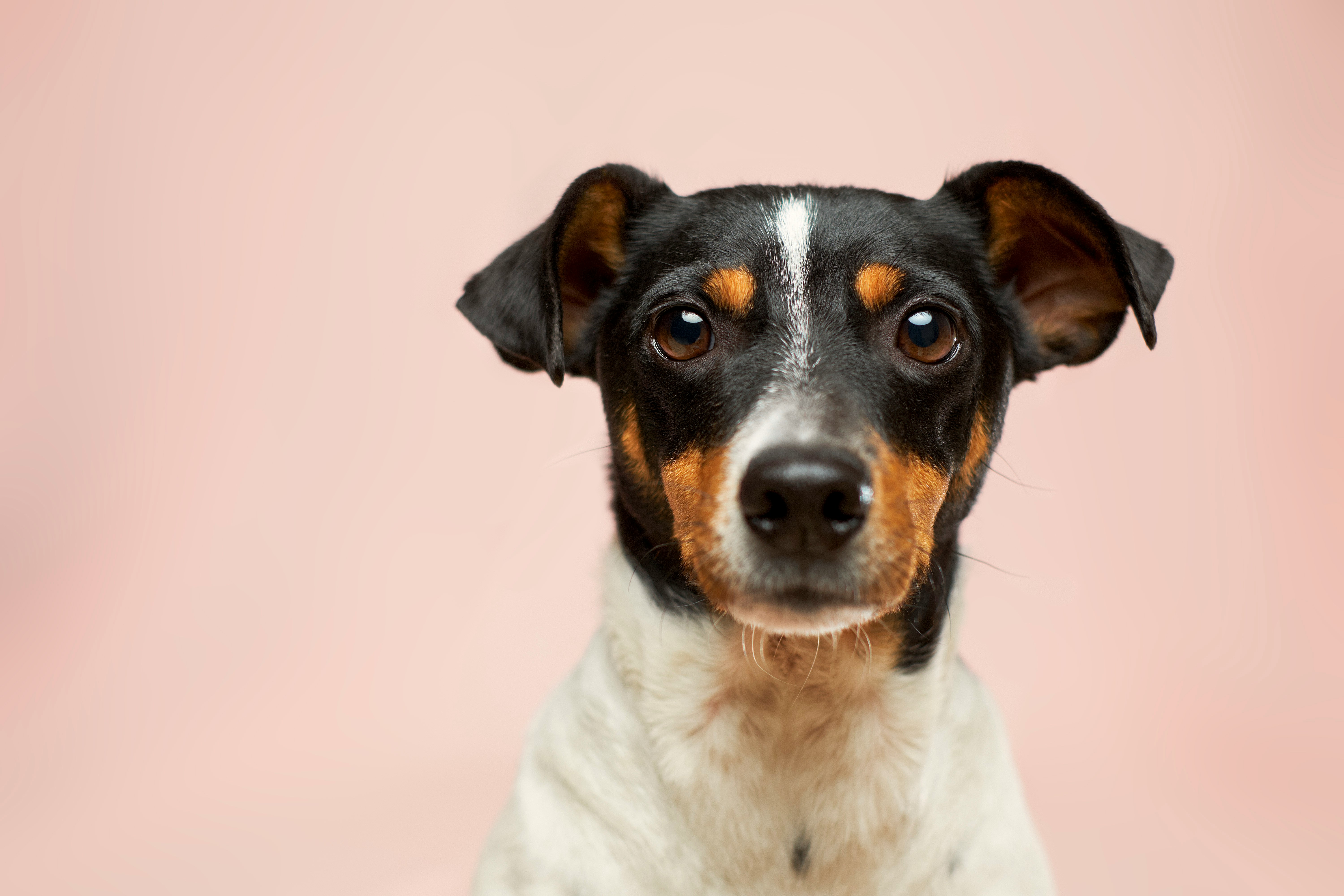 From Human Snacks to Dog Treats: Why Ingredients Matter More Than Ever